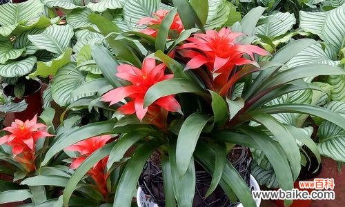 以花卉为媒介 吉祥如意花