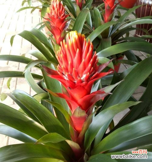 以花卉为媒介 吉祥如意花