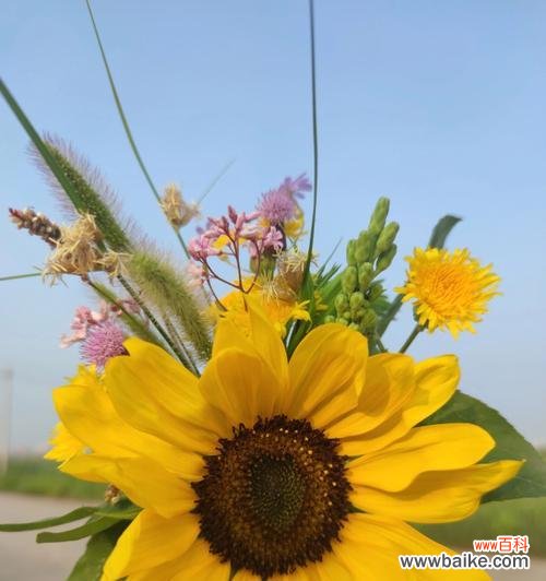 探索植物世界中的积极能量 积极向上的植物