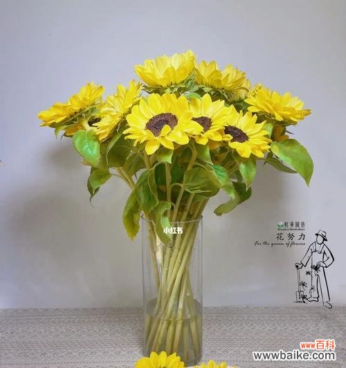 探索植物世界中的积极能量 积极向上的植物