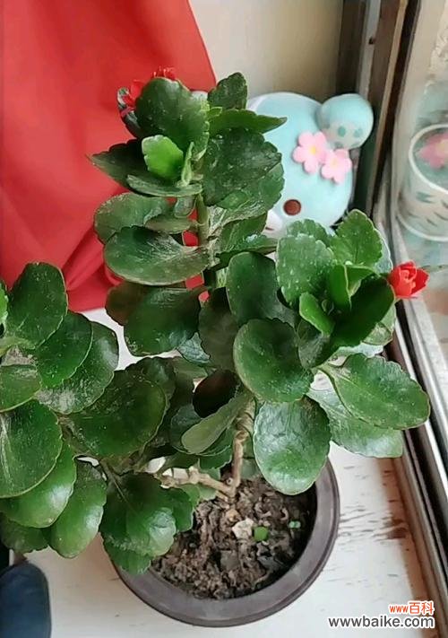 植物带来健康与长寿的奥秘 寿命长的植物-健康长寿的象征