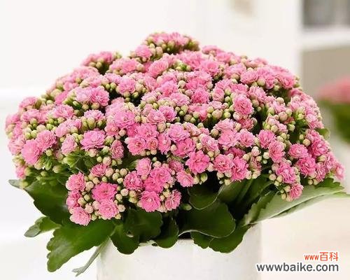 植物带来健康与长寿的奥秘 寿命长的植物-健康长寿的象征