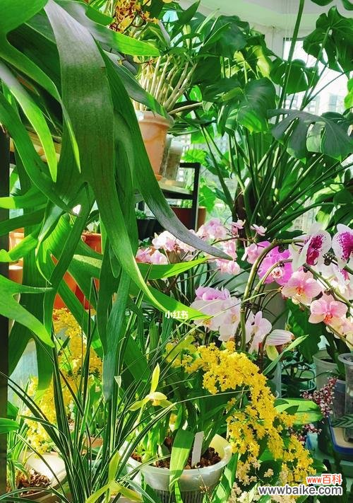 从花草中领悟教育者的精神境界 用植物代表老师的美好品质