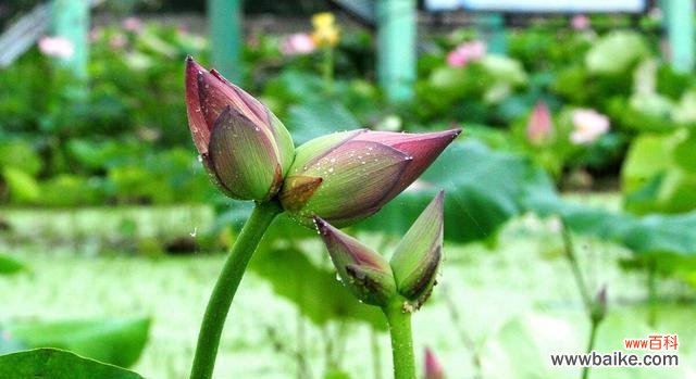 并蒂莲花的美丽与含义 并蒂莲