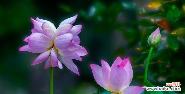 并蒂莲花的美丽与含义 并蒂莲