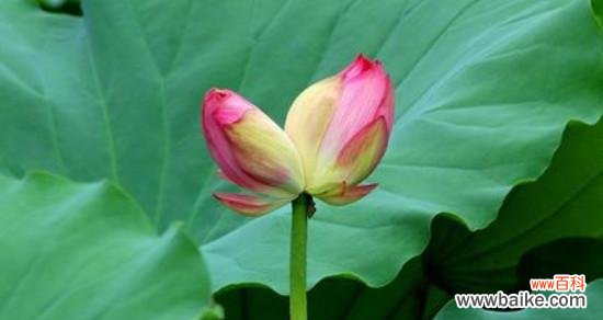 探索并蒂莲花的美丽与意义 并蒂莲花