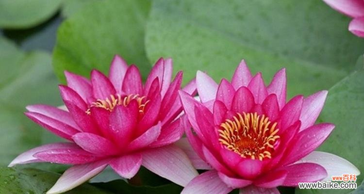 传递友爱与团结的意象 并蒂莲花