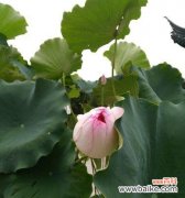 传递友爱与团结的意象 并蒂莲花