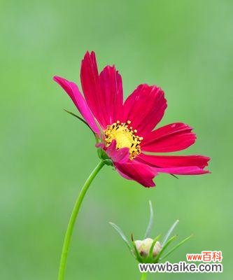 追忆昔日传奇 以波斯菊的花语波斯菊的传说