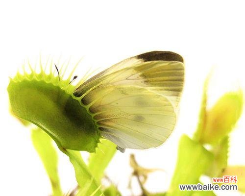 揭秘捕蝇草的奇妙世界 捕蝇草花语的深意