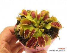 揭秘捕蝇草的奇妙世界 捕蝇草花语的深意