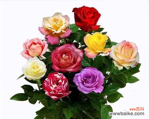 探索玫瑰花的情感表达 不同玫瑰花的花语