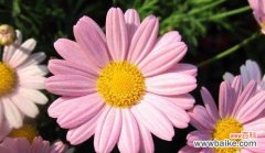 探索不同颜色雏菊的含义与象征 缤纷雏菊花语与寓意