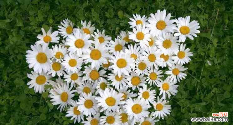 探索不同颜色雏菊的含义与象征 缤纷雏菊花语与寓意