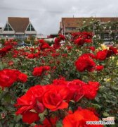 探索玫瑰花的神秘语言 不同颜色的玫瑰花代表意思大揭秘