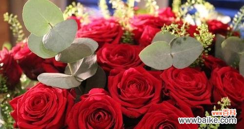 解读玫瑰花的色彩语言 不同颜色玫瑰花的寓意