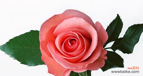 解读玫瑰花的色彩语言 不同颜色玫瑰花的寓意