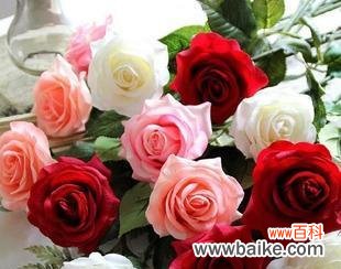 解读玫瑰花的色彩语言 不同颜色玫瑰花的寓意