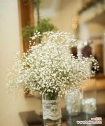 探寻满天星花语的神秘面纱 绚丽多彩的满天星花语与寓意