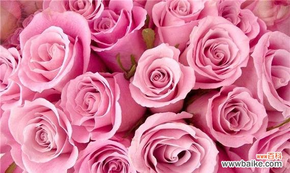 解读玫瑰花语 不同颜色玫瑰花的含义