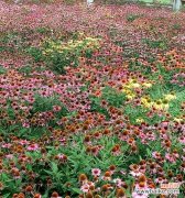 探索离别之情与花卉的奇妙共鸣 离别之花