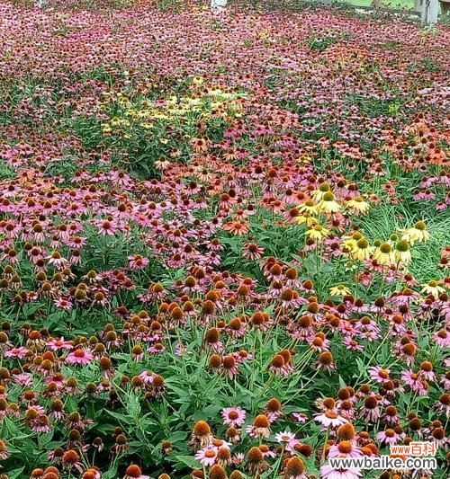 探索离别之情与花卉的奇妙共鸣 离别之花