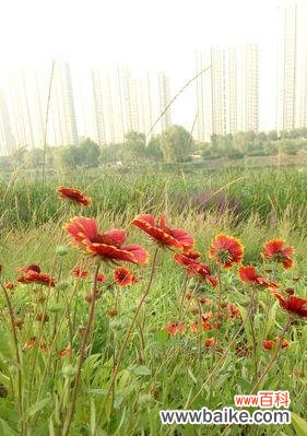 探索离别之情与花卉的奇妙共鸣 离别之花