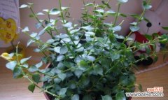 拥抱和谐幸福的植物王国 寓意平安的植物世界