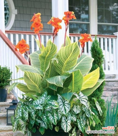 拥抱和谐幸福的植物王国 寓意平安的植物世界