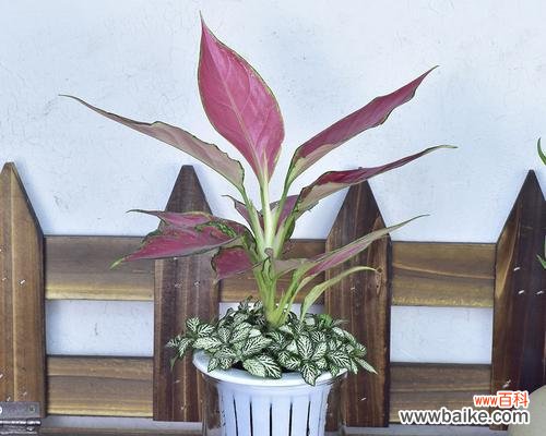 拥抱和谐幸福的植物王国 寓意平安的植物世界