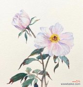 探寻花朵中的浪漫情愫 怦然心动的花