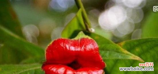 探索女性力量与美丽的花朵世界 以代表女性的植物为主题的文章