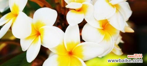 探索女性力量与美丽的花朵世界 以代表女性的植物为主题的文章