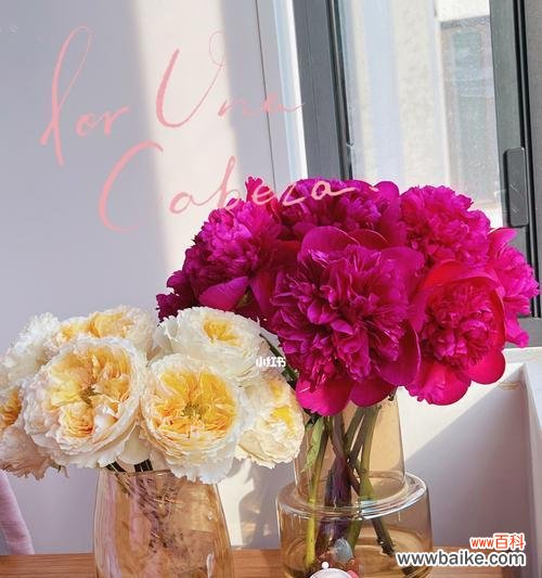 老年人如何像花儿一样绽放着智慧与美丽 傲立岁月,盛开智慧——以代表老年人的花花语形容老年人