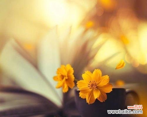 揭秘苦恋中的花语之谜 相思之苦，花开心凄凉