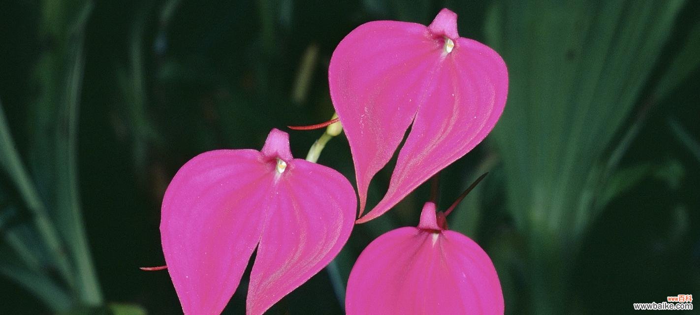 探寻代表君子的植物与品质共生的奥秘 君子之植——映射高尚品质的植物世界