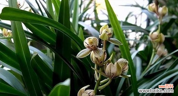 探寻代表君子的植物与品质共生的奥秘 君子之植——映射高尚品质的植物世界