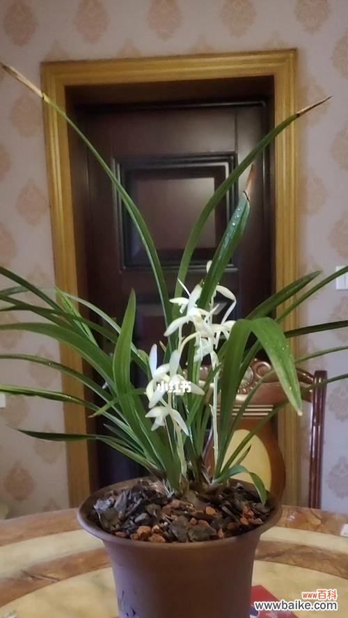 探寻代表君子的植物与品质共生的奥秘 君子之植——映射高尚品质的植物世界