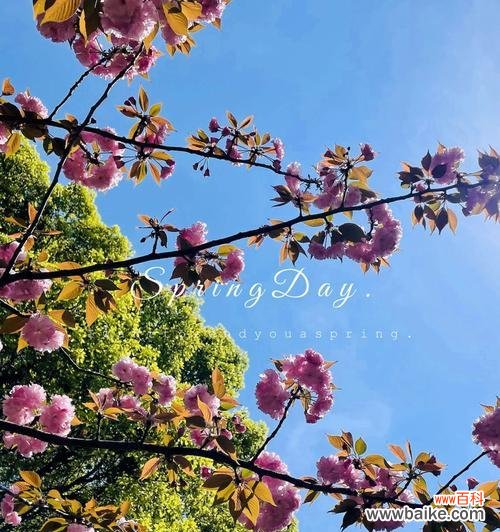 用鲜花诠释美好生活 花开如画,芬芳向往