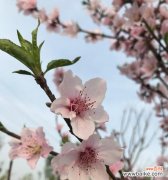 用鲜花诠释美好生活 花开如画，芬芳向往
