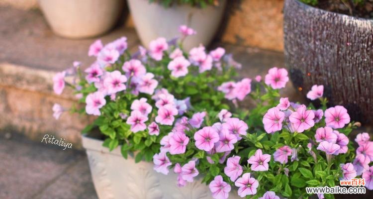 呼唤大自然的温馨使者 美好世界中的植物