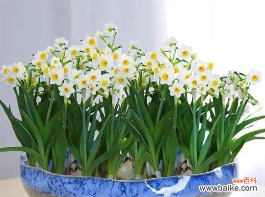 呼唤大自然的温馨使者 美好世界中的植物