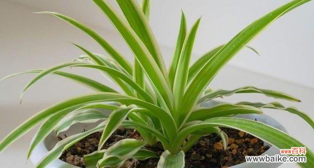 探索廉洁美德的自然灵感 廉洁之花