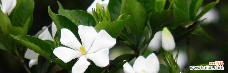 探索廉洁美德的自然灵感 廉洁之花