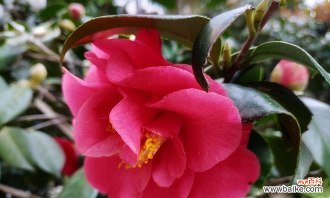 理智花语 以代表理性的花的花语是冷静理智