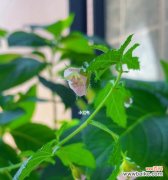 探索植物世界中的努力精神 植物中代表努力的品种