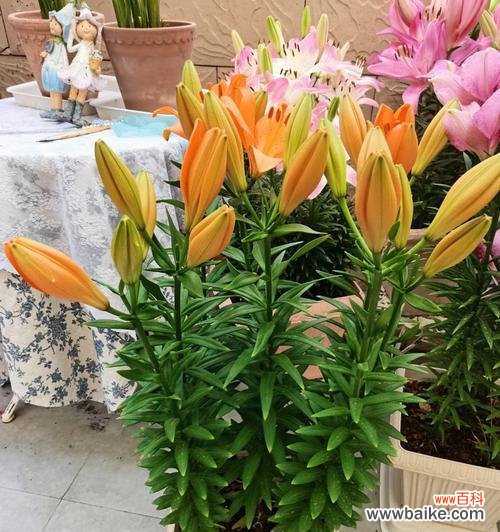 探索植物世界中的努力精神 植物中代表努力的品种