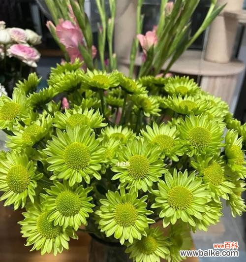 探索植物世界中的努力精神 植物中代表努力的品种