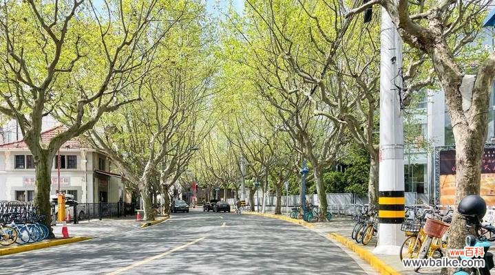 清高之美 高洁傲立，独放芳华