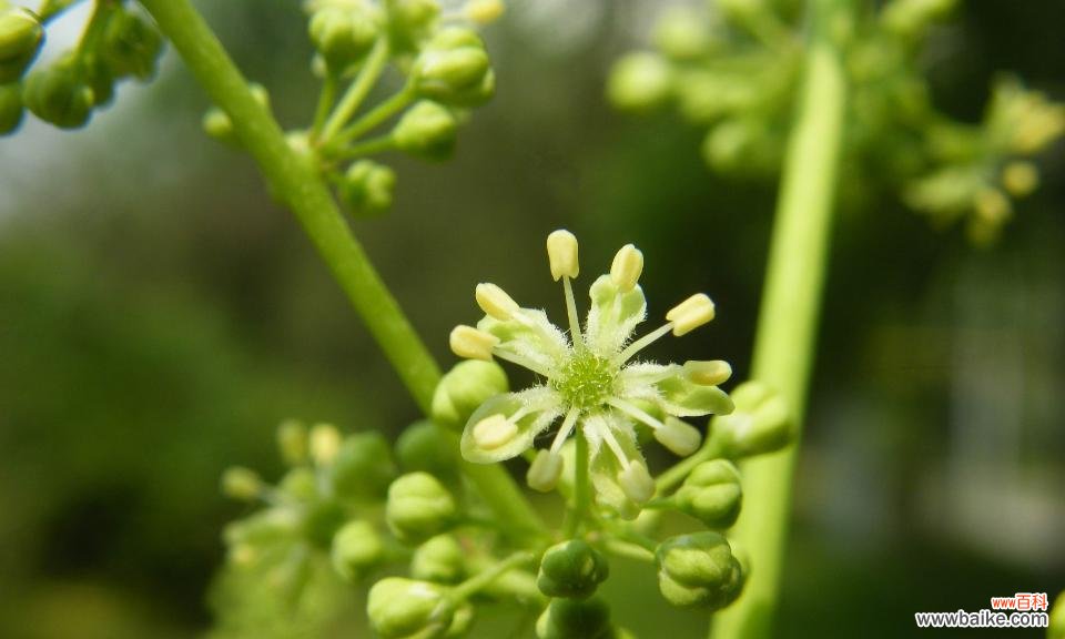 深入了解亲情背后的植物代表意义 以代表亲情的植物为主题的文章